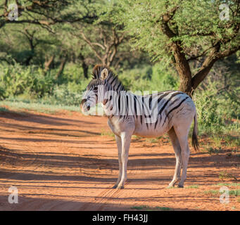 Burchell Zebra in Northern Cape, South Africa Stockfoto
