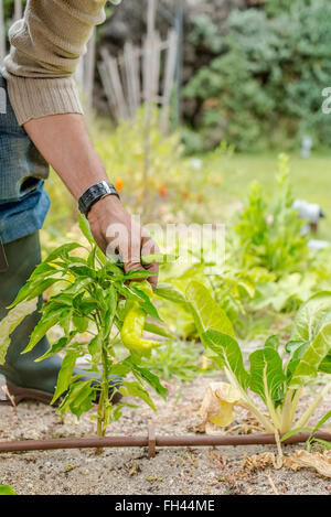 Hände von einem jungen Mann die Ernte Reifen grüne Paprika in einem Gemüsegarten. Stockfoto