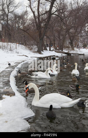 In der Nähe der Küste im Winter Wasser am Prospect Park, Brooklyn, NY, Schwäne, Gänse und Enten. Stockfoto