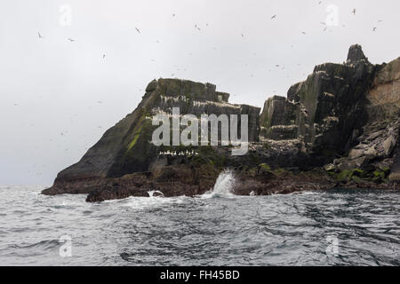 Little Skellig Insel Skellig, Kerry, Irland. Tölpel fliegen overhead Stockfoto