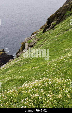 Meer Campion, Silene Uniflora auf Pisten von Skellig Michael über Cliifs über den Atlantischen Ozean. County Kerry, Irland Stockfoto