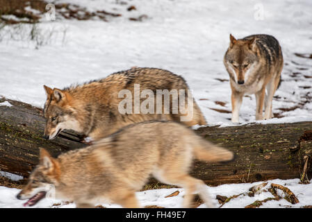 Graue Wölfe / grau Wolfsrudel (Canis Lupus) auf der Jagd läuft über gefallenen Baumstamm im Wald im Schnee im Winter Stockfoto