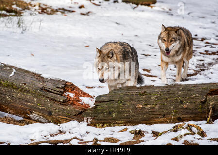 Zwei graue Wölfe / graue Wolf (Canis Lupus) auf der Jagd läuft über gefallenen Baumstamm in einem Wald im Schnee im Winter Stockfoto