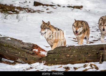 Graue Wölfe / grau Wolfsrudel (Canis Lupus) auf der Jagd läuft über gefallenen Baumstamm im Wald im Schnee im Winter Stockfoto