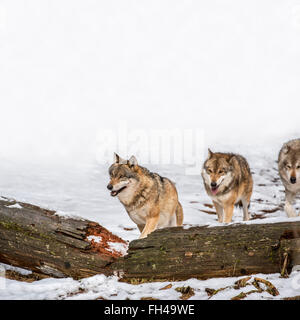 Graue Wölfe / grau Wolfsrudel (Canis Lupus) auf der Jagd läuft über gefallenen Baumstamm im Wald im Schnee im Winter Nebel Stockfoto