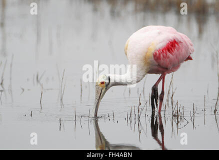 Rosige Löffler (Platalea Ajaja) zu Fuß in Wasser auf der Suche nach Nahrung, Merritt Island NWR, Florida, USA Stockfoto