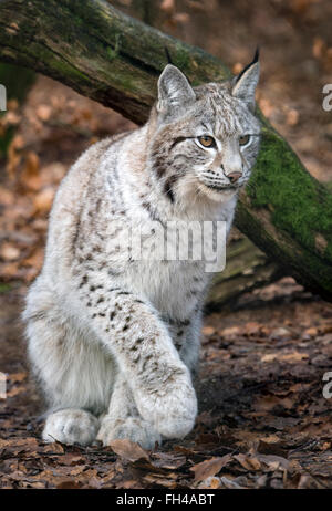 Weibliche Eurasischen Luchs in leichten grauen Wintermantel Stockfoto