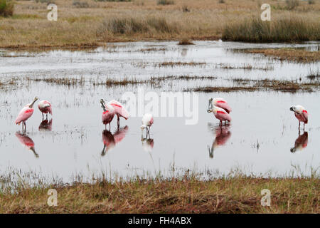 Kleine Gruppe von rosige Löffler (Platalea Ajaja) putzen in Wasser, Merritt Island NWR, Florida, USA Stockfoto