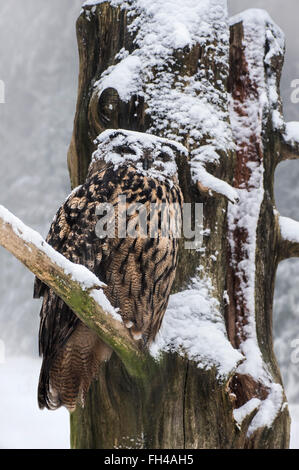 Eurasische Adler-Eule / Europäische Uhu (Bubo Bubo) mit Gesicht mit thront im Baum während der Schneedusche im Winter Schnee bedeckt Stockfoto