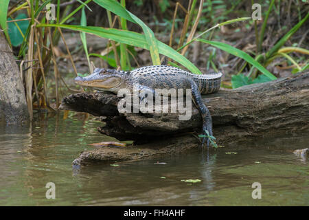 Alligator Sonnenbaden am Log Stockfoto