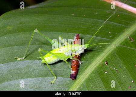 Eine juvenile Conehead Grashuepfer (Familie Tettigoniidae) Essen ein Stück Fallobst auf einem Regenwald Blatt, Provinz Pastaza, Ecuador Stockfoto