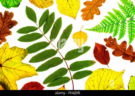 isolierte hinterleuchtete Autumn leaves Stockfoto