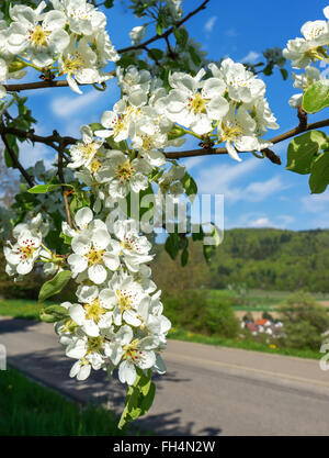 Zweig der ein blühender Birnbaum Nahaufnahme in der Nähe eines Dorfes Stockfoto