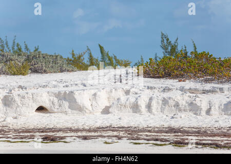 Insel-Leguane, Tierwelt. Cayo Largo Stockfoto