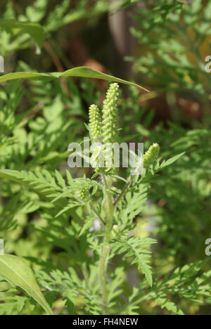 Ambrosie Stockfoto