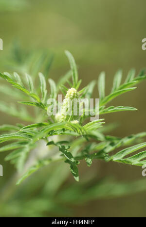 Ambrosie Stockfoto