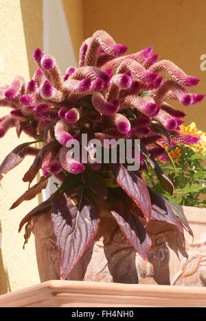 Magenta Blume Stockfoto