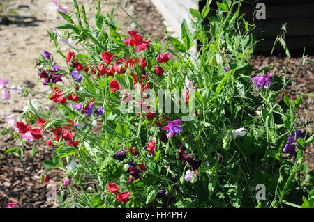 Sweet pea Stockfoto