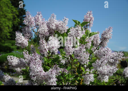 Manchurian Flieder Stockfoto