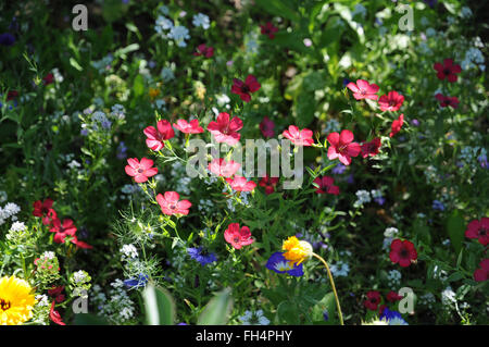 Roter Lein Stockfoto