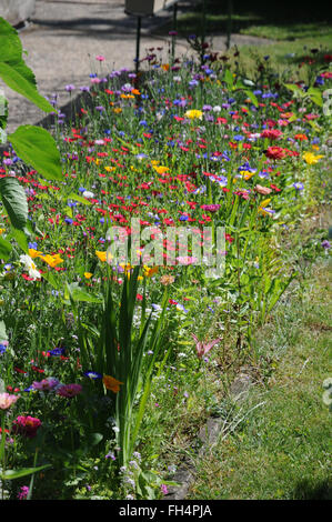 Roter Lein Stockfoto