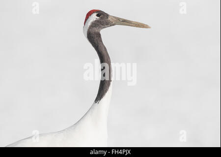 Rot-krähte Kran, japanische Kran, Grus Japonensis, Hokkaido, Japan Stockfoto