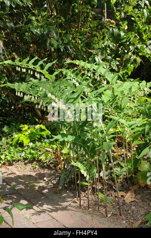 Eckige Solomons Siegel Stockfoto