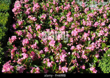 Begonia semperflorens Stockfoto