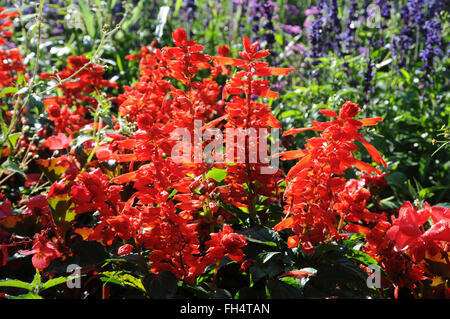 Scarlet-Salbei Stockfoto