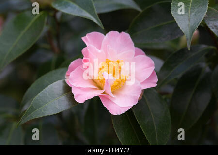 X williamsii "Zehenspitzen" Kamelie. Stockfoto