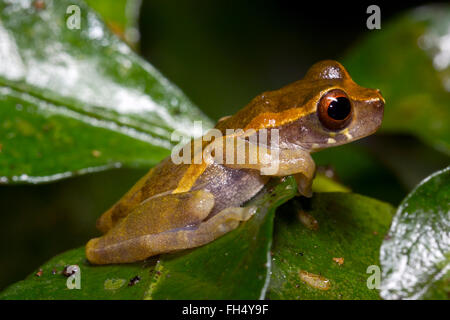 Unter der Leitung von kurzen Treefrog (Dendropsophus Brevifrons) auf einem Blatt im Regenwald, Provinz Pastaza, Ecuador Stockfoto