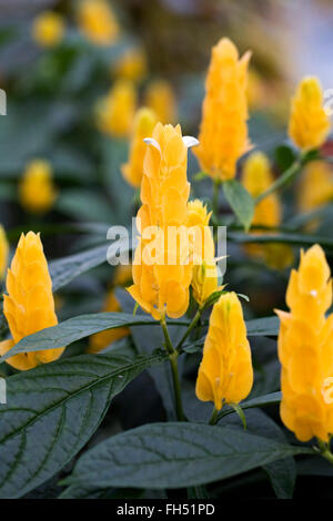 Pachystachys Lutea blüht in einer geschützten Umgebung. Stockfoto