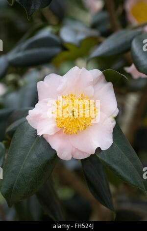 Rosa blühende Kamelie. Stockfoto