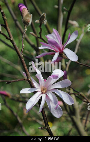 Purpur Magnolie Stockfoto