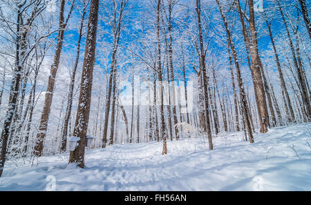 Ahorn Sirup Saft Eimer auf Ahornbäume in einen Winterwald. Stockfoto