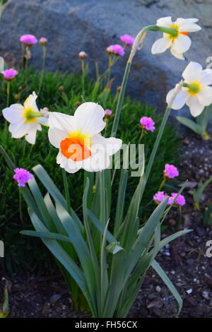 Jonquil. Narcissus. Zeitigen Frühjahr blüht. Stockfoto