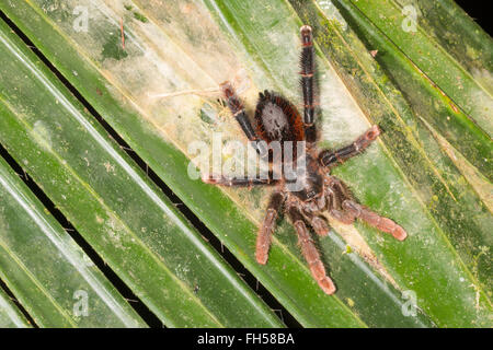 Eine große und haarige Tarantel (Avicularia SP.) auf einem Palmblatt im Regenwald, Provinz Pastaza, Ecuador Stockfoto