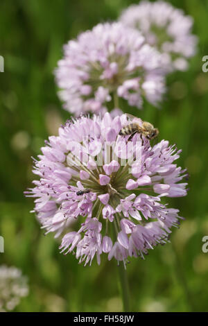 Schalotte Stockfoto