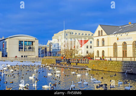 Lake Tjörnin oder "Teich" Enten und Gänse zentrale Reykjavik Island. Stockfoto