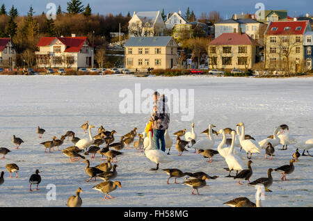 Lake Tjörnin oder "Teich" Mann füttert Enten und Gänse auf zugefrorenen See im Winter, zentrale Reykjavik, Island. Stockfoto