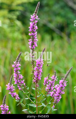 Blutweiderich (Lythrum Salicaria). Blume Spitzen dieser auffallende Pflanze in der Familie Lythraceae, wächst in einem Teich Stockfoto