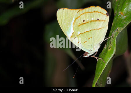 Schmetterling (Familie Pieridae) in den Regenwald Unterwuchs, Provinz Pastaza, Ecuador Stockfoto