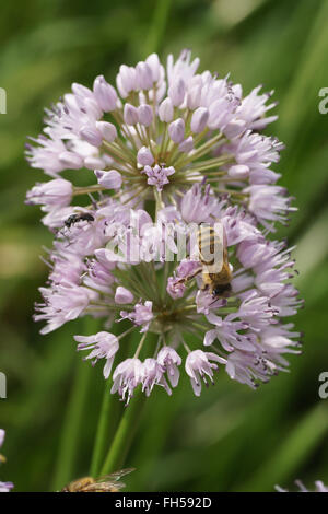 Schalotte Stockfoto