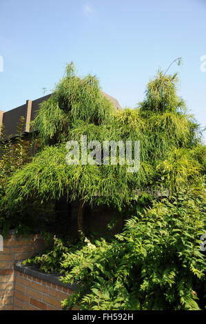 Sawara-Zypresse Stockfoto