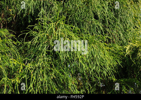 Sawara-Zypresse Stockfoto