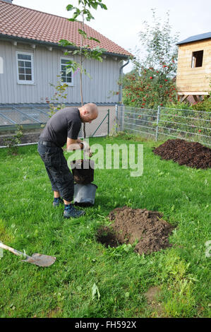 Walnuss Baum Pflanzen Stockfoto