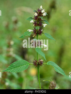 Hanf-Brennnessel (Galeopsis Tetrahit). Eine krautige, einjährige Pflanze mit weißen Blüten, auch bekannt als Brittlestem hempnettle Stockfoto