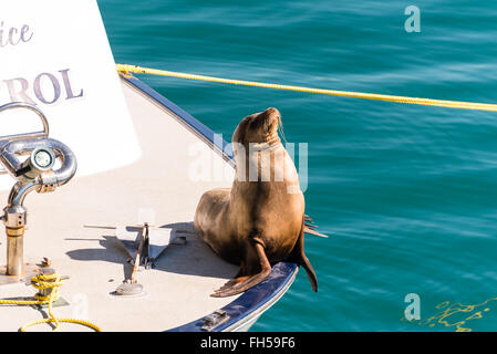 sitzen in der Sonne an Bord eines Bootes Küstenpatrouille Dichtung Stockfoto