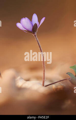 Nahaufnahme des gemeinsamen Leberblümchen (Anemone Hepatica) auf dem Waldboden im zeitigen Frühjahr, Oberpfalz, Bayern, Deutschland Stockfoto