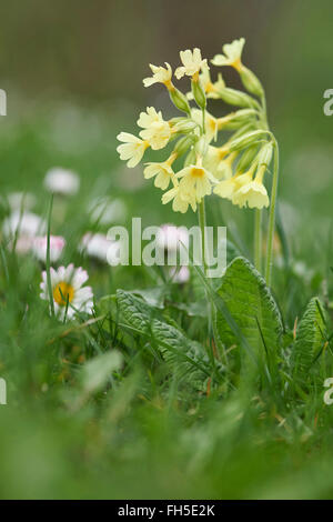 Nahaufnahme der echten Schlüsselblume (Primula Elatior) blüht auf einer Wiese im Frühjahr, Oberpfalz, Bayern, Deutschland Stockfoto